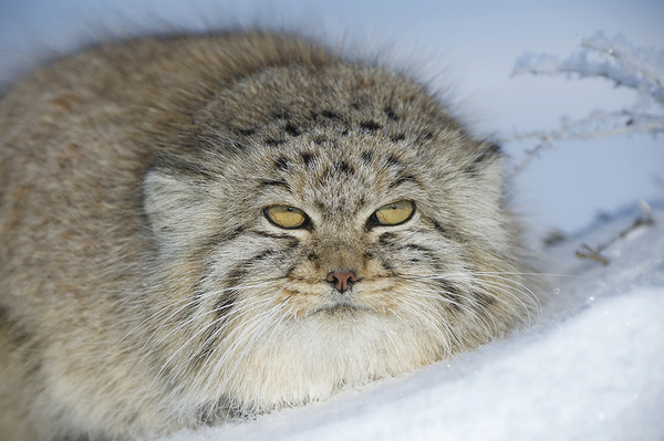 Fluffy manul to you in the outgoing year!) Good luck and optimism, friends, Happy New Year! - Pallas' cat, Valery Maleev, New Year