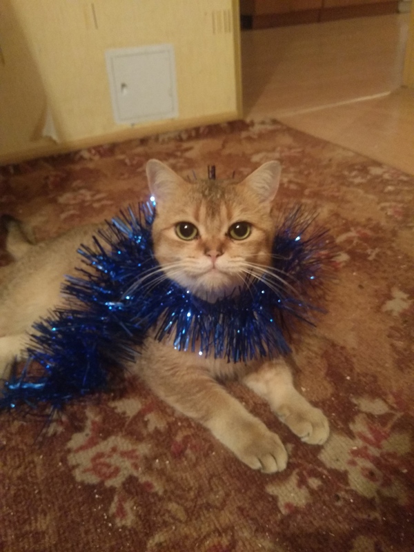 Новогодний Котэ