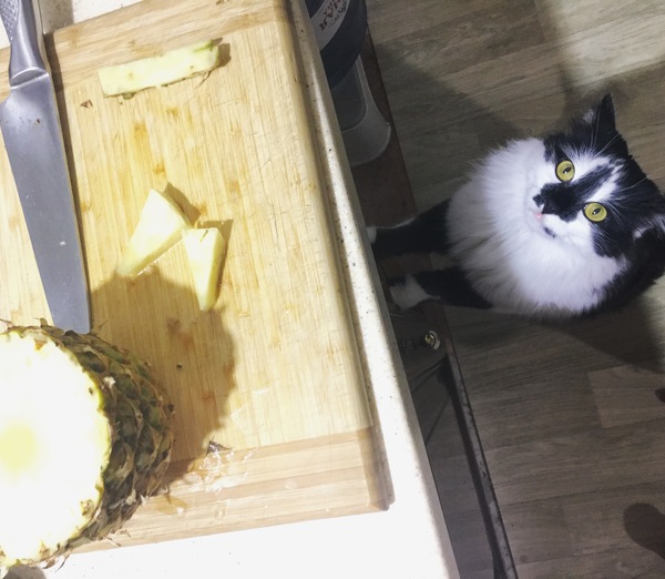 When you really want to try pineapple - My, cat, Kotopes, Curiosity