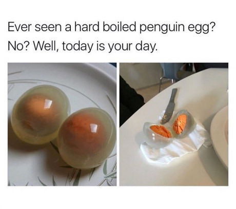 Have you ever seen a hard boiled penguin egg? - Eggs, Penguins, Food