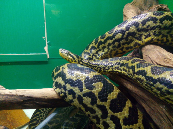 Reptiles of the St. Petersburg Exotarium. - My, Leningrad Zoo, Snake, Paraguayan Anaconda, 