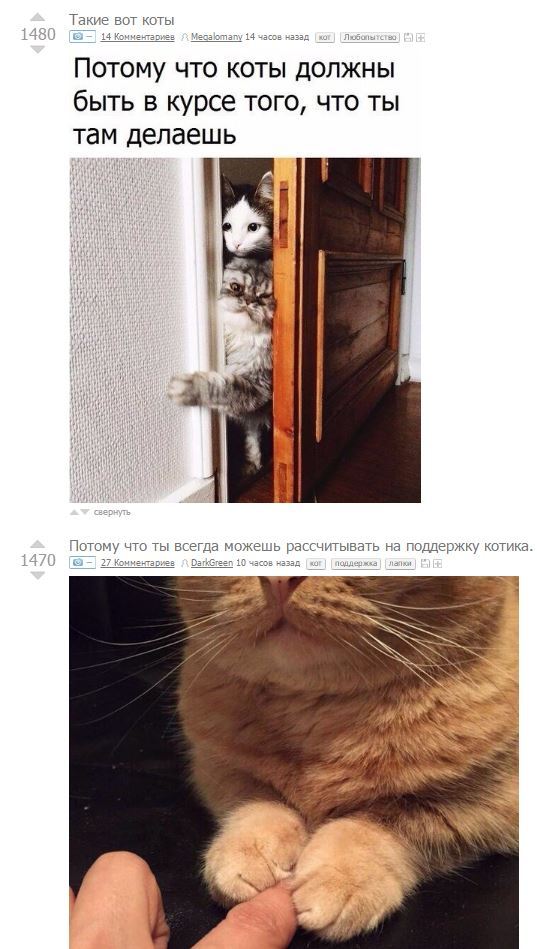 well, OK - , Coincidence, cat