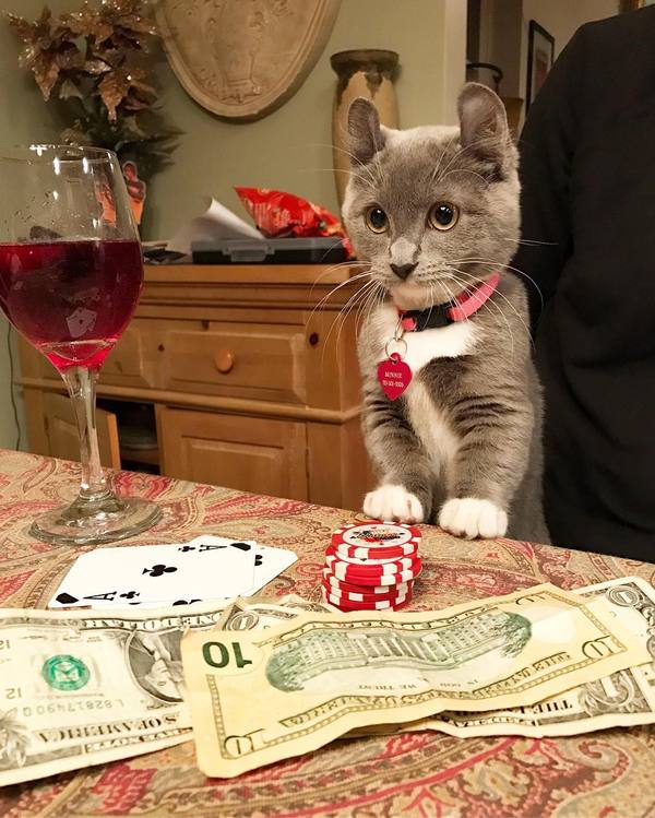 Your bets, gentlemen - cat, Post #7156587, Croupier, Cards