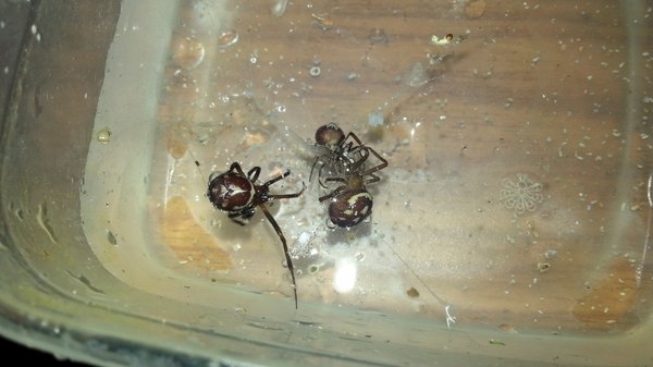 Araneologists what are these spiders? - My, Spider, , 