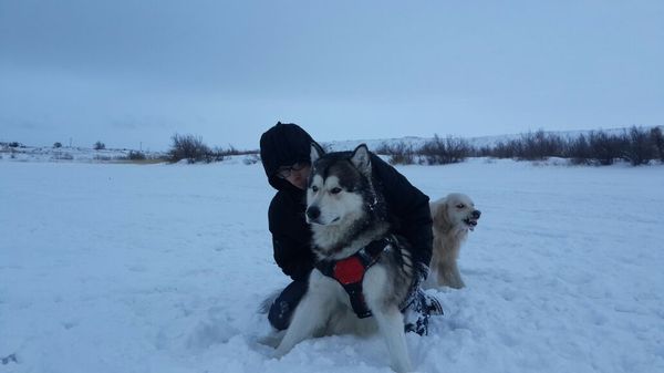When your dog doesn't want you to be photographed with other dogs. - My, Photo, Dog, Golden retriever, Alaskan Malamute, Lake, Smile