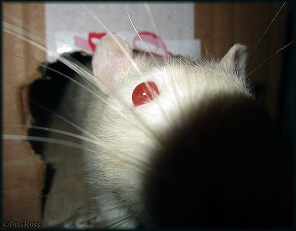 - Removed the camera! .. (Nishon) - My, My, Rat, Decorative rats, Rat Chronicles, Photo, The photo