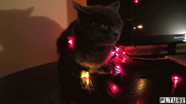 Switch on switch off - cat, Turning on, , Garland, GIF, Shutdown