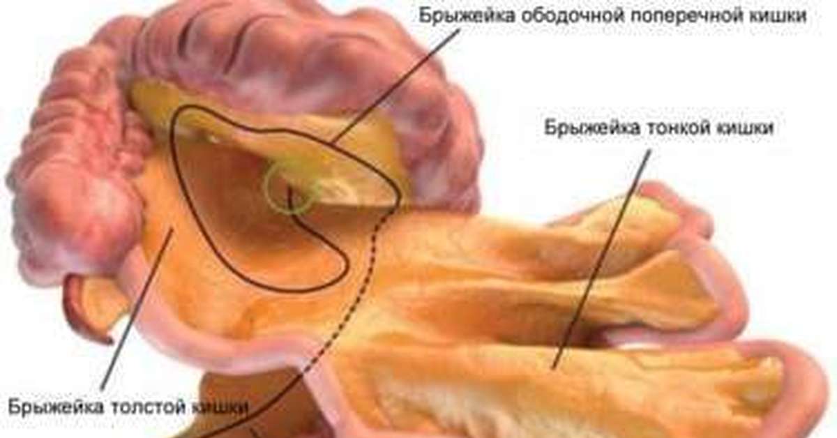 Брыжейка поперечно ободочную. Список терминоэлементов латынь. Список терминоэлементов латынь. Брыжейка маточной трубы латынь терминоэлементы. Пузырно маточная связка.
