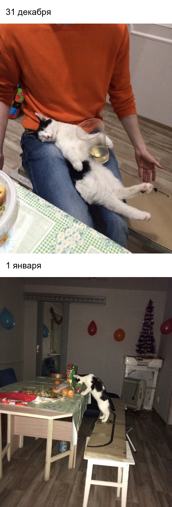 December 31 and January 1 - My, , New Year, 1st of January, Sleeping cats, Longpost, cat