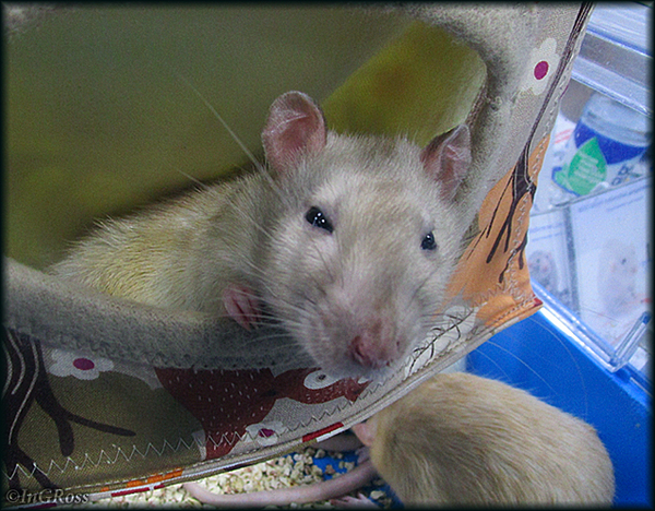 Cutie. - My, My, Rat, Decorative rats, Rat Chronicles, Photo, The photo