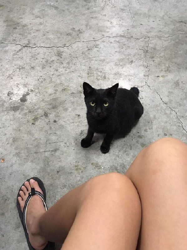 When I went to the wrong neighborhood - cat, Black, Longpost