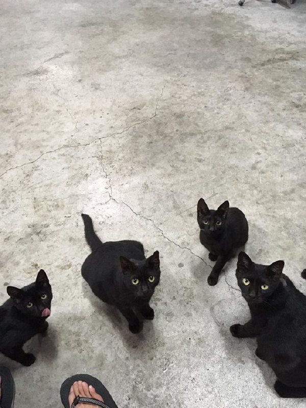 When I went to the wrong neighborhood - cat, Black, Longpost