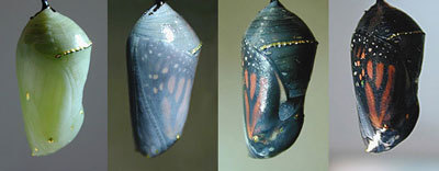 Beautiful transformation (monarch butterfly) - Butterfly, Caterpillar, Chrysalis, Transformation