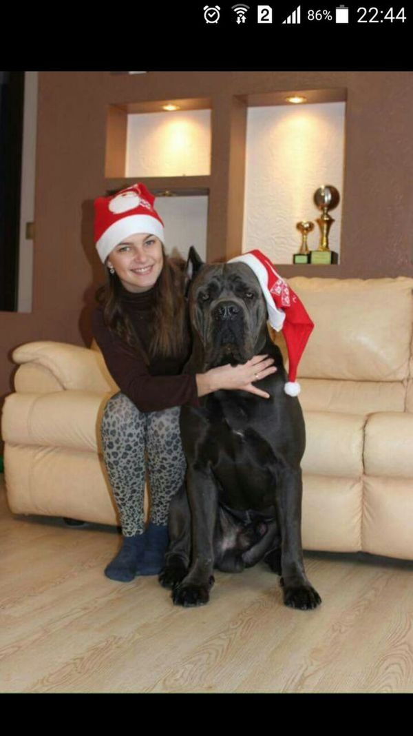 Happy new 2017) - My, Dog, Cane Corso, Wife, New Year