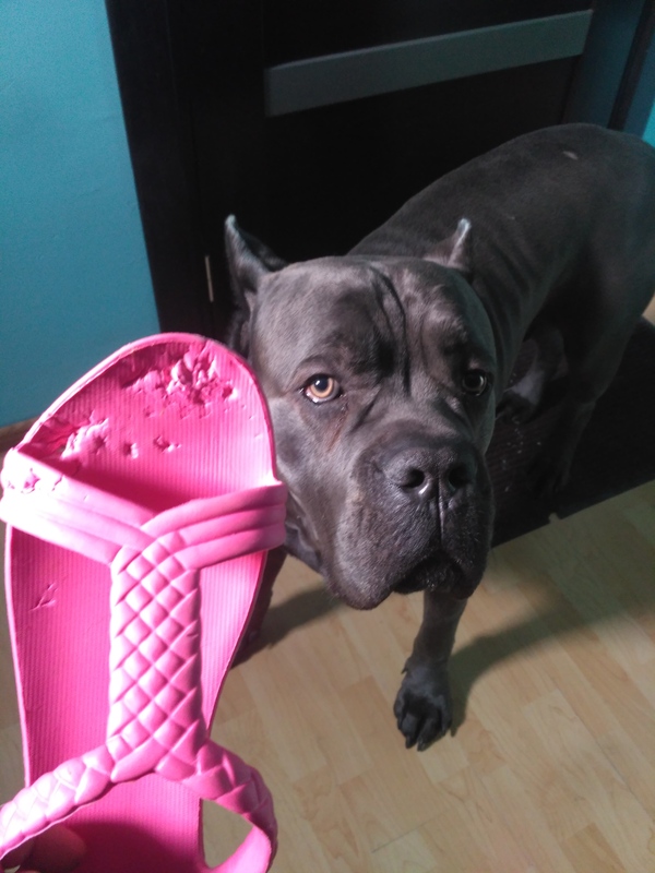 I didn't think... - My, Cane Corso, Slippers, To blame, Guilt