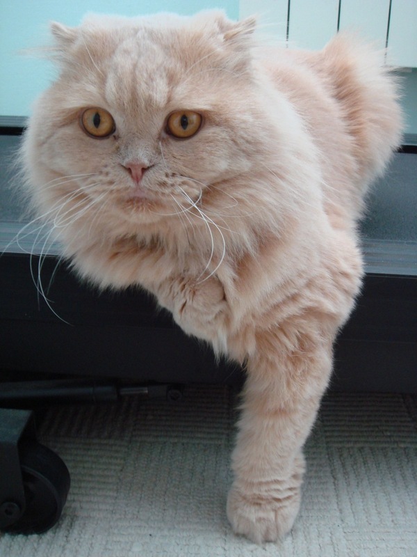 The reaction when the cat was asked to get off the treadmill... - My, Treadmill, cat, 