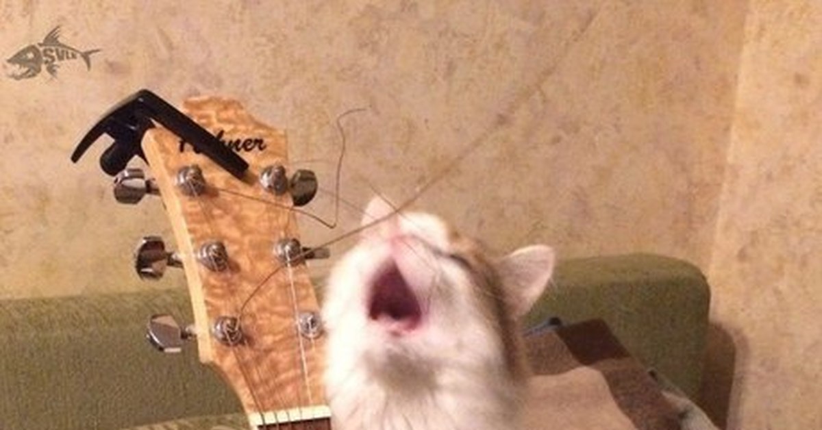 А не спеть мне песню кто поет. Кот поет. Кот с гитарой. Поющие коты. Котик с гитарой.