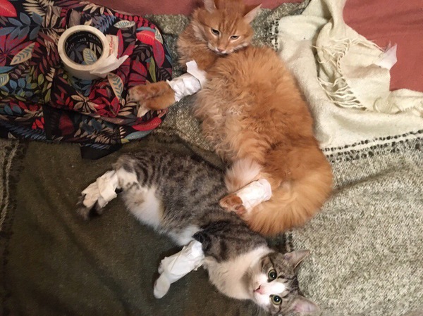 ����� ���� ������� ��������� �������� �� ��������