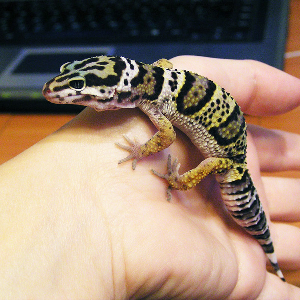 Mitka is my first eublefar! - My, Exotarium, Reptiles, Lizard, Gecko, Snake, Eublefar, Longpost, Milota