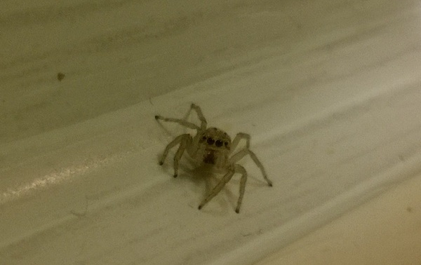 I met such a cute spider today in the kitchen :3 - My, Milota, Longpost, Kitchen, Spider