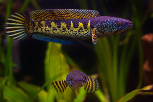 snakeheads - My, Snakehead, Aquarium fish, Aquarium, Scalariki, Video, Longpost