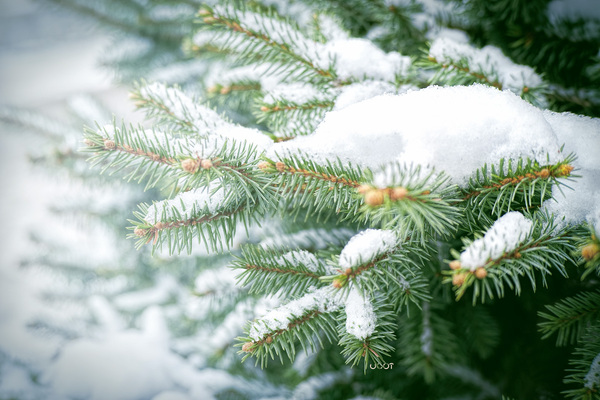 New Year's - My, My, Photo, Macro, Snow, New Year, Macro photography