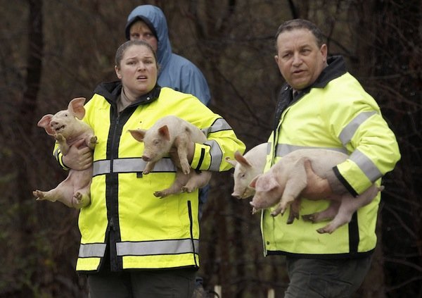 The most unusual contents of overturned trucks - Crash, Road accident, Longpost