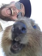 The cutest and friendliest selfie animal in the world!!! - Quokka, , Milota, Longpost