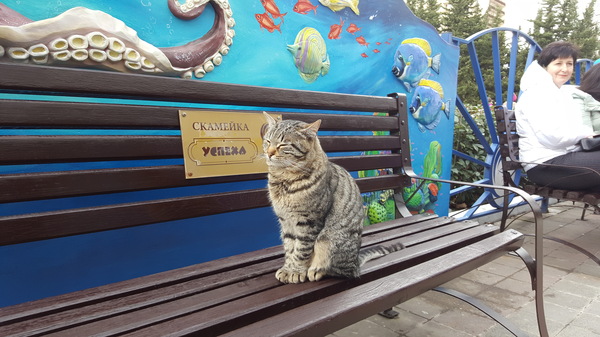 When the cat is more successful than you, and he knows it. - My, cat, Success, Benches