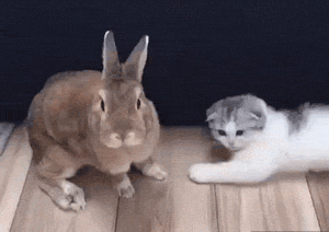 Mmm...Rabbit - cat, Rabbit, GIF