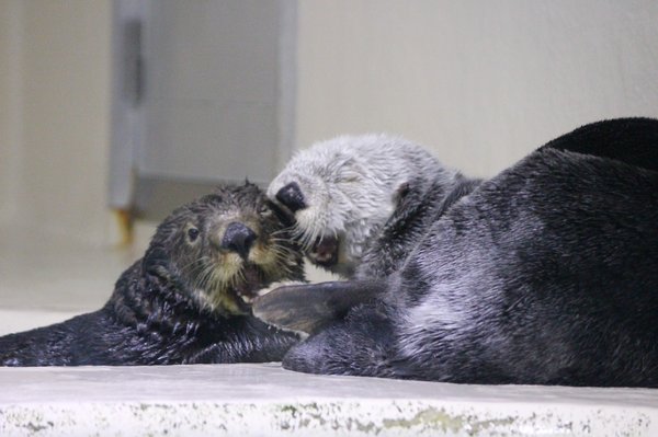 Gee-gee-gee! - Otter, Otters, Sea otter, Milota, Animals