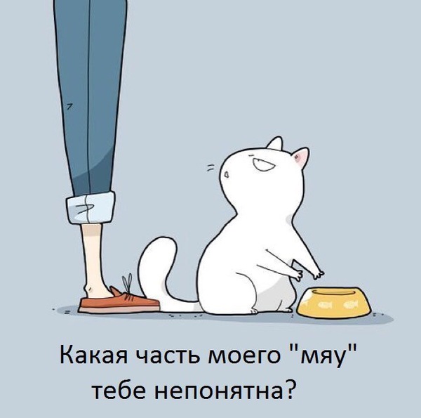 Глупый человек - Коты захватят мир, Люди, Кот, Картинки