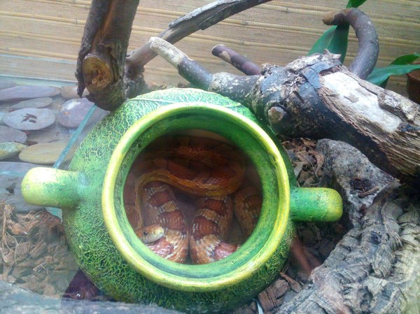 Reptiles of the St. Petersburg Exotarium. - My, Leningrad Zoo, Snake, , Maize snake