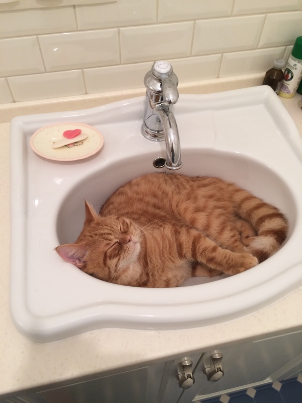 The most peaceful place in the house - My, cat, Dream, Sink