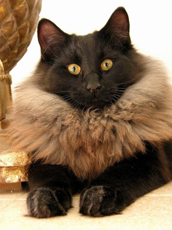 I grew a second fur coat for such a frost - cat, Fur