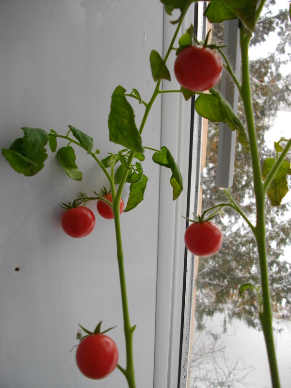 Комнатные помидоры на подоконнике круглый год фото и названия