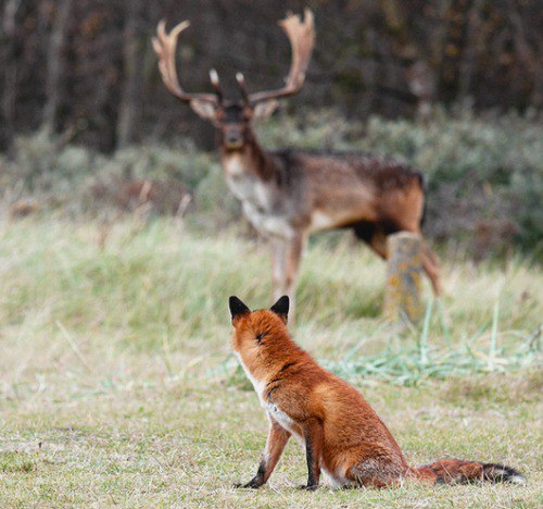 What are you, a deer?! - Fox, Deer, Animals, Nature, Deer