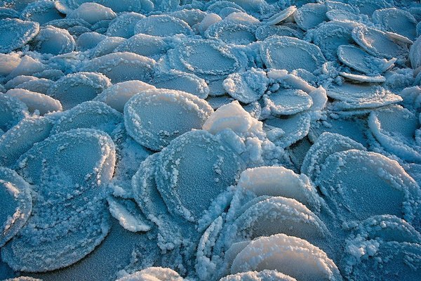 pancake ice - , Lake Onega, Petrozavodsk, Winter, Fox, Photo, Nature, Landscape, Longpost