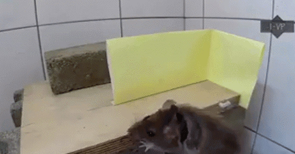 Мышеловка для кота. Мышеловка. Мышеловка gif. Крысоловка.