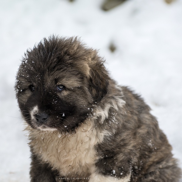 Caucasian Shepherd Puppy - My, Caucasian Shepherd Dog, Puppies, Photo, Winter, Snow, Dog