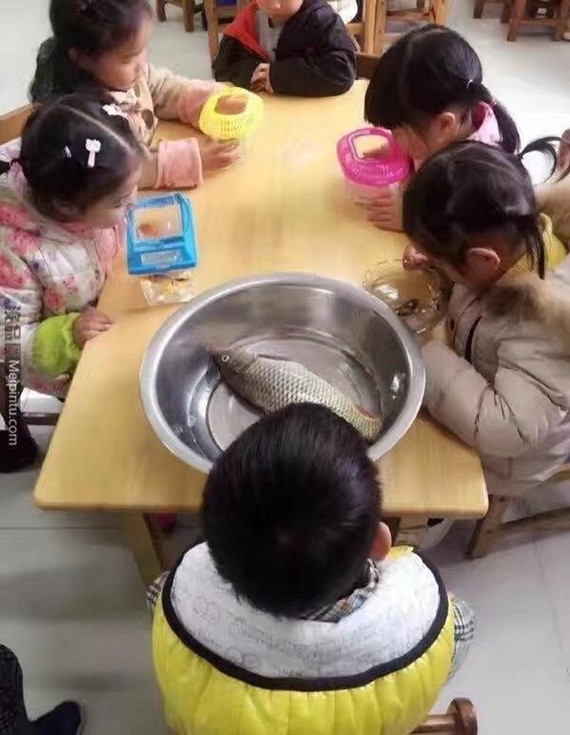 The school asked each child to bring a fish - Children, School, Humor, Joke, A fish, Exercise, Homework, Brought