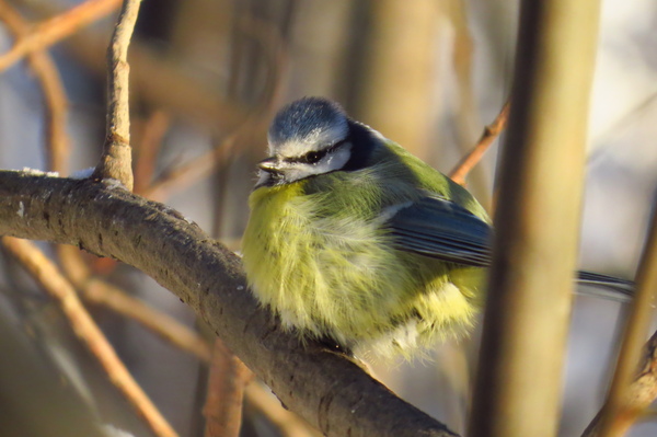 Colored down balls - My, , Tit, Birds, freezing, Winter, Forest, , Longpost