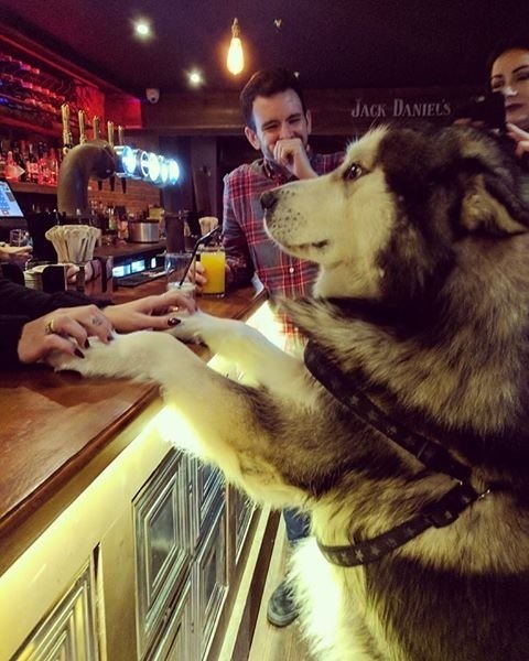 Two hundred and drink. - Bar, Dog, Drink up, Reddit