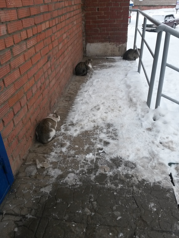 Сарапул-город котов)