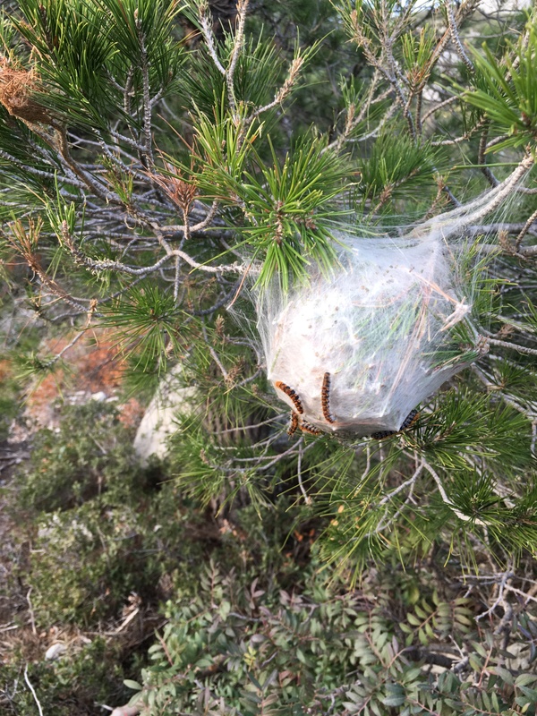 What's this? - My, Web, , Conifers