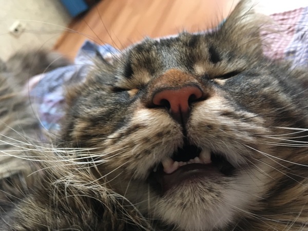 When you remember that tomorrow you have to work, and you are used to sleeping until lunch - My, cat, Maine Coon, January, Monday