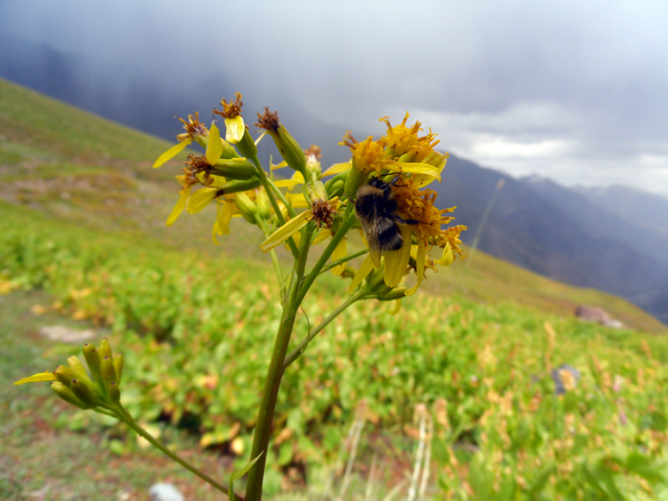 Also a little summer in the tape - My, Hike, , , Bumblebee