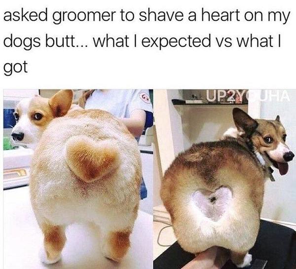 Asked a dog groomer to shape his dog's butt into a heart shape - dog's heart, Milota, Reddit, Dog, Screenshot