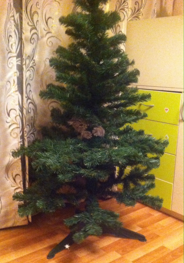 Farewell to the Christmas tree)) Hugs - cat, Longpost, My, Christmas trees