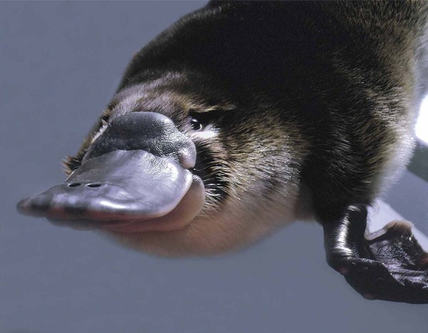 A little about the Platypus - Platypus, , Interesting, Informative, Platypuses